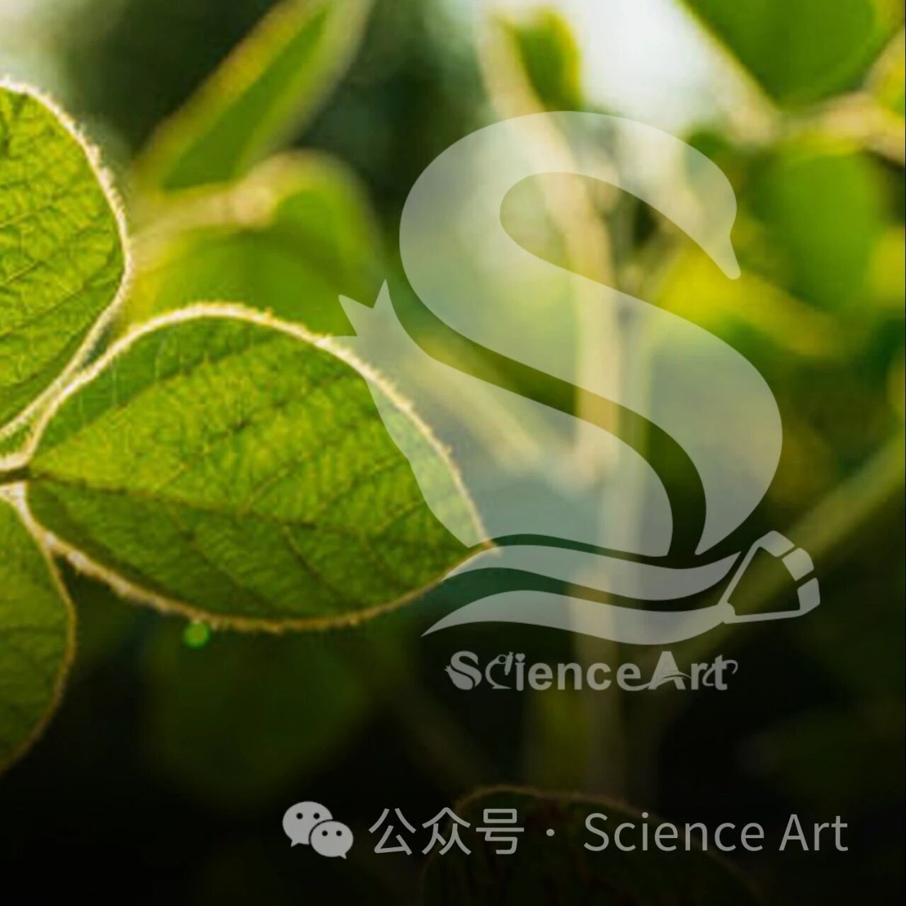 Sci Adv | 烟草所发现盐胁迫植株根系富集的假单胞菌可通过促进木质素生物合成，助力大豆适应逆境胁迫