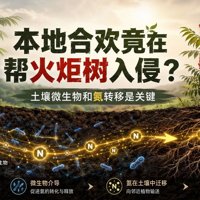 【Global Change Biology】本地合欢竟会帮外来火炬树入侵？土壤微生物和氮转移是关键