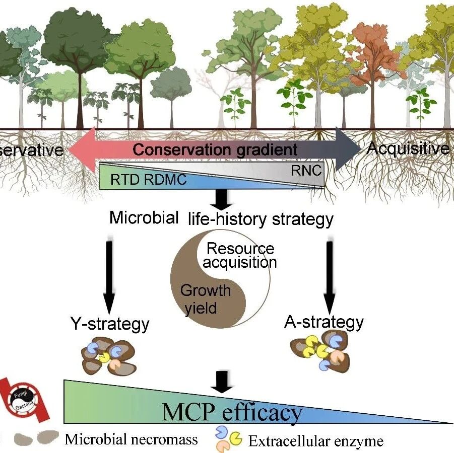 Functional Ecology | 中国科学院成都生物所尹华军团队在揭示亚热带森林根际微生物残体积累与调控机制方面获新进展