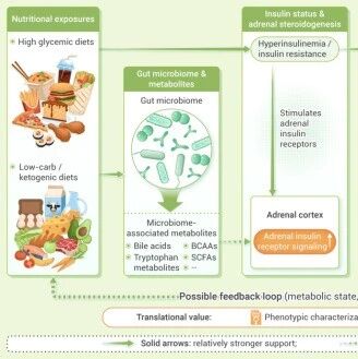 The Innovation Nutrition | 精准营养的新窗口：被低估的11-氧合雄激素轴