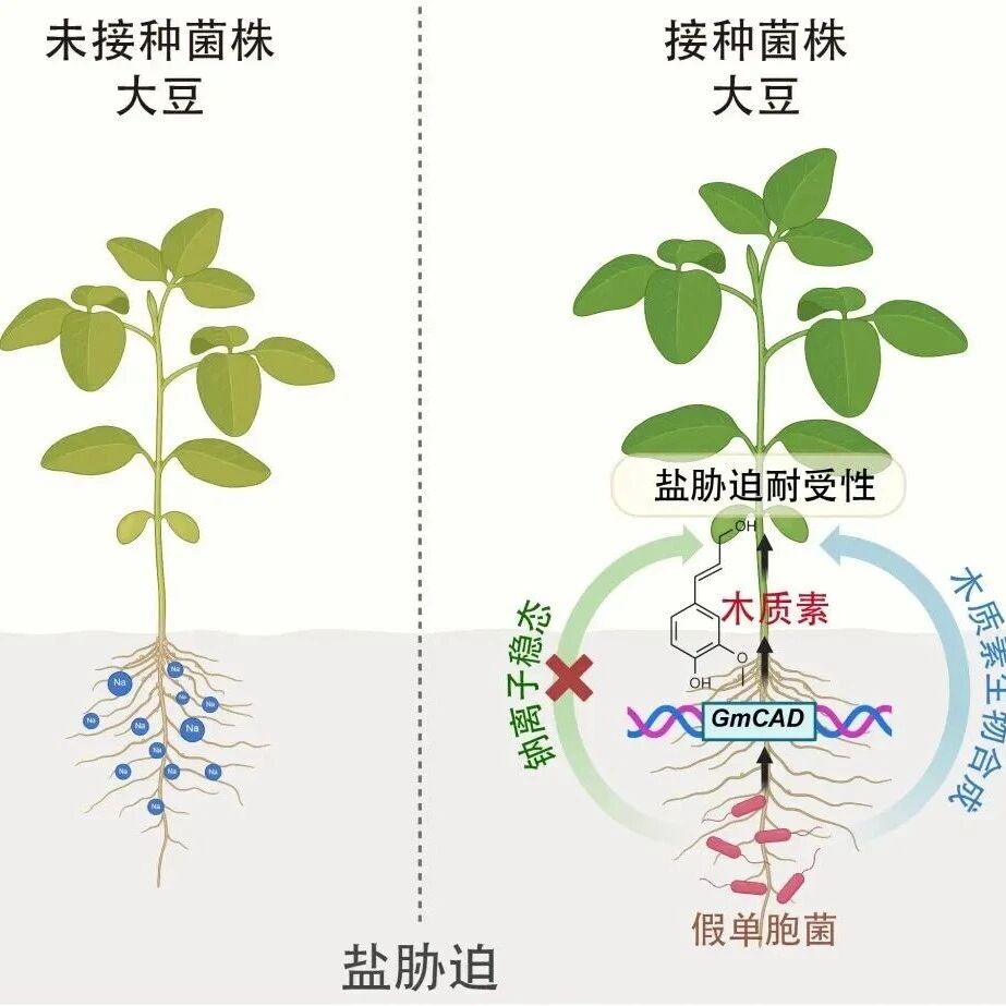 Science Advances | 中国农科院烟草所揭示微生物增强大豆耐盐性的全新机制