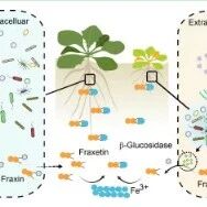Mol Plant | 王国栋/白洋团队合作揭示植物-微生物协同重塑代谢物促进铁吸收新机制