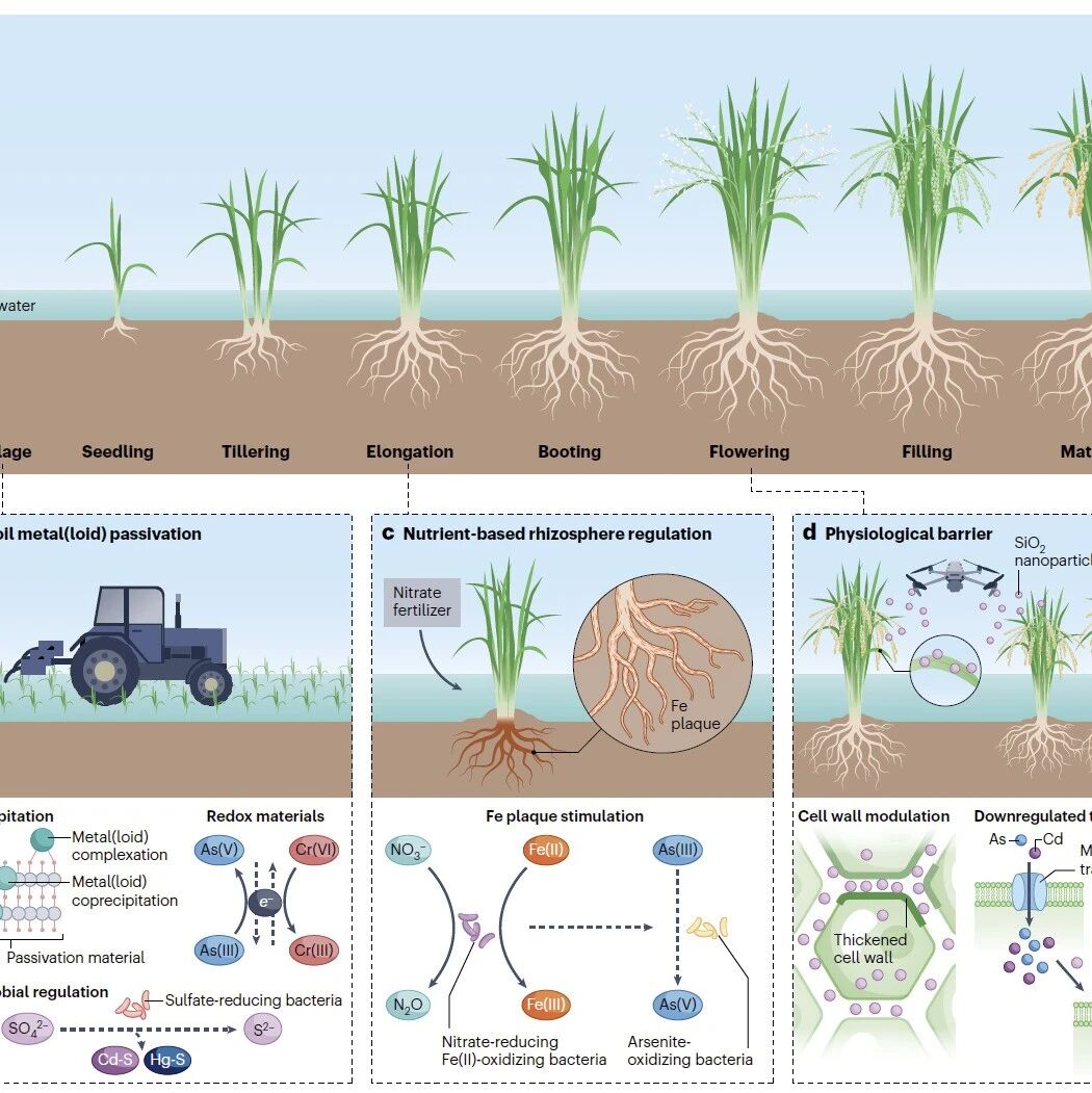 Nature Reviews Earth & Environment | 广东省科学院生态环境与土壤研究所李芳柏研究团队发文提出稻田重金属污染风险管控新框架