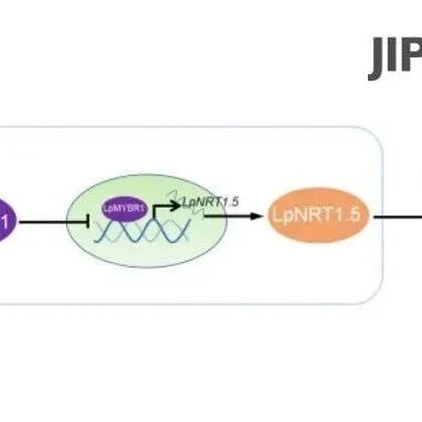 JIPB | 西北农林科技大学秦涛与强治全团队揭示LpMPK6-LpMYBR1-LpNRT1.5分子模块调控多年生黑麦草氮素转运及叶片颜色的分
