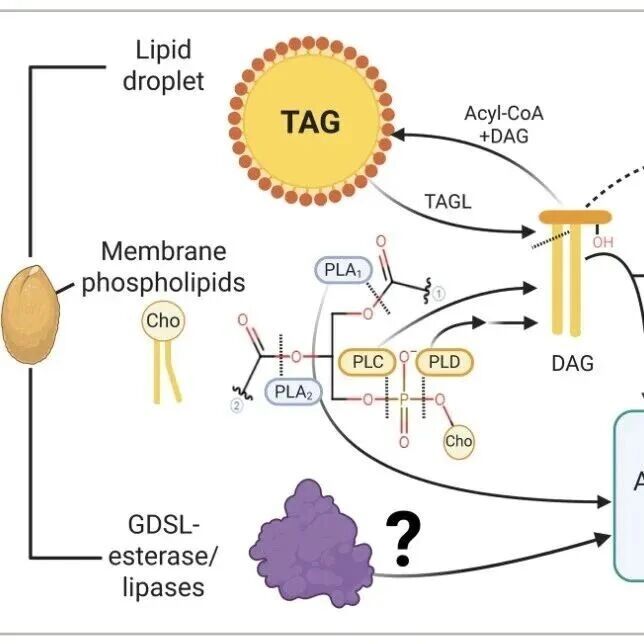 【New Phytologist】 生态恢复总是忽略“另一半”？新综述聚焦微生物：为何、何时、如何使用才能事半功倍？