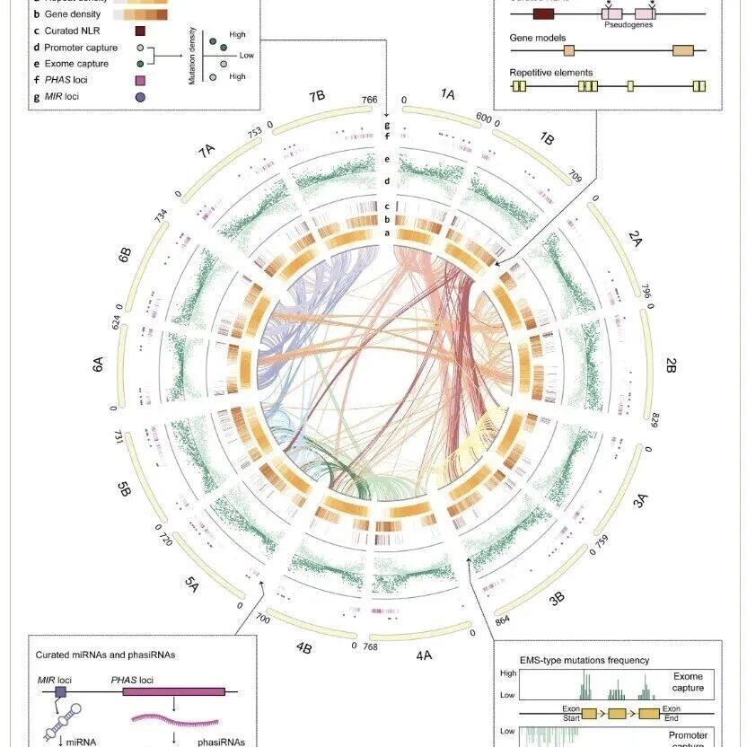 【New Phytologist】迈向设计育种：Kronos完整基因组为多倍体小麦功能研究铺平道路