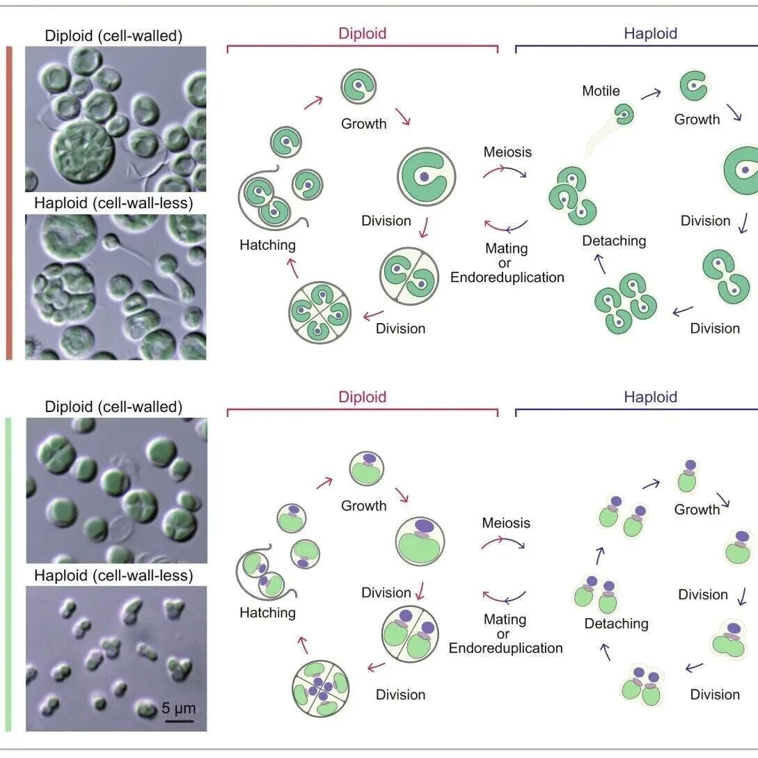 【New Phytologist】从进化到应用：蓝藻纲在极端环境适应机制与合成生物学中的新篇章