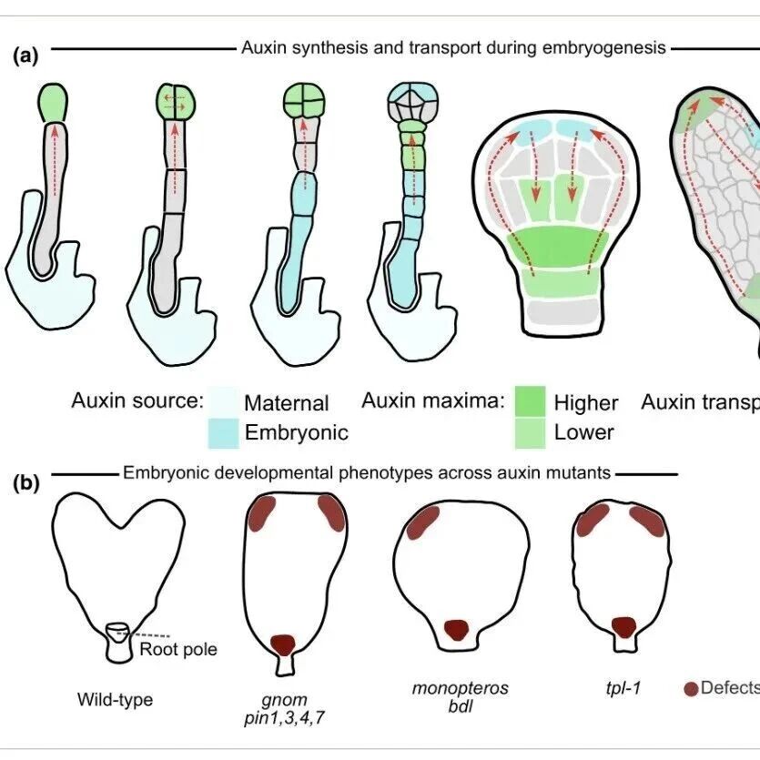 【New Phytologist】从合子到幼苗：先进成像技术重塑拟南芥胚胎发生研究范式
