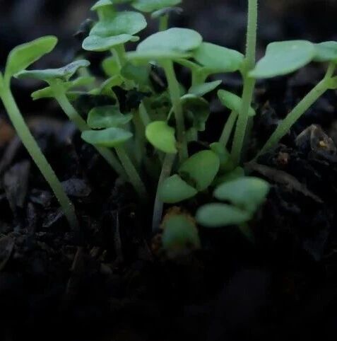 New phytologist |邓秀新院士团队发现CitRWP 通过重塑染色质激活 CsDAZ3 调控柑橘体细胞胚胎发生