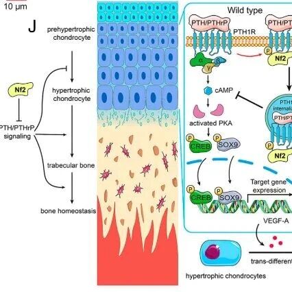 PNAS | 浙江理工大学陈贵钱等团队揭示骨骼发育与代谢新调控因子