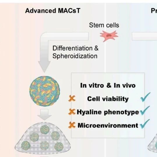 《Cell》大子刊：局部持续供氢保存软骨细胞微球改善骨关节炎软骨修复