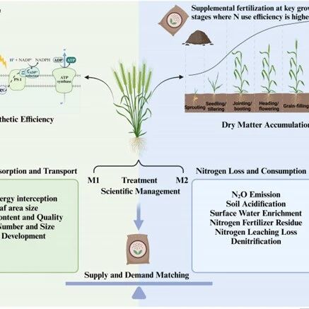 Plant Cell & Environment | 西北农林科技大学农学院王东教授团队发表重磅综述:小麦氮素利用率的