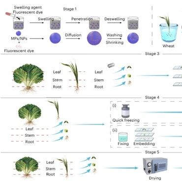 Nature Protocols | 南京土壤研究所在植物中微纳塑料多模态成像与定量方法学研究取得新进展
