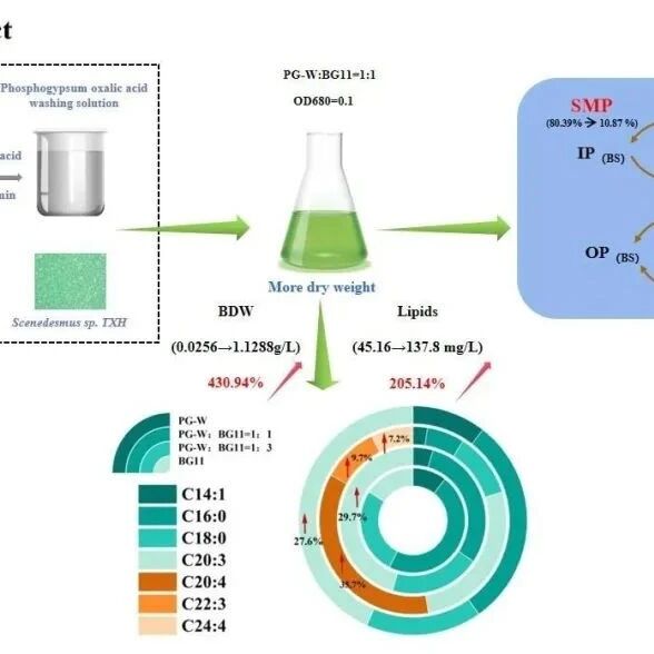武汉理工大学杨列课题组CEJ｜利用磷石膏洗涤废水作为新型资源同步提高微藻的磷回收率和总脂质产量