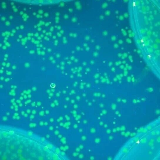 光控核酸扩增：让分子诊断“按光启动”| Advanced Genetics