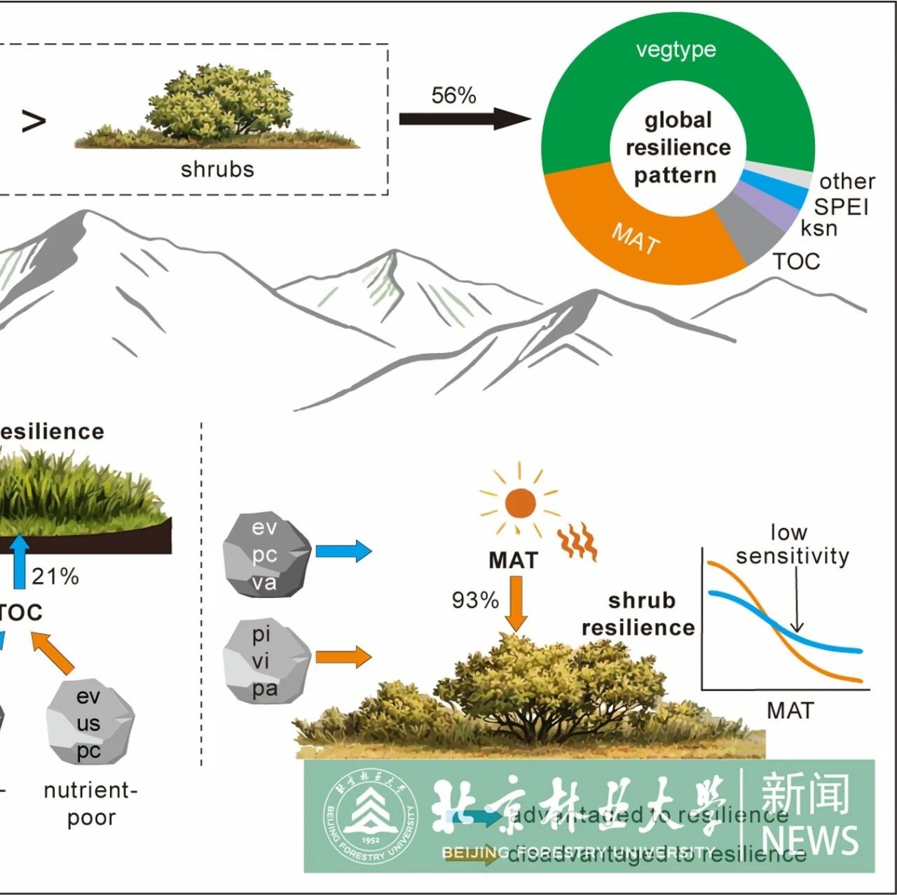 Nature Communications | 北京林业大学水保学院青年教师首次从岩石圈视角揭示全球山地植被恢复力形成机制