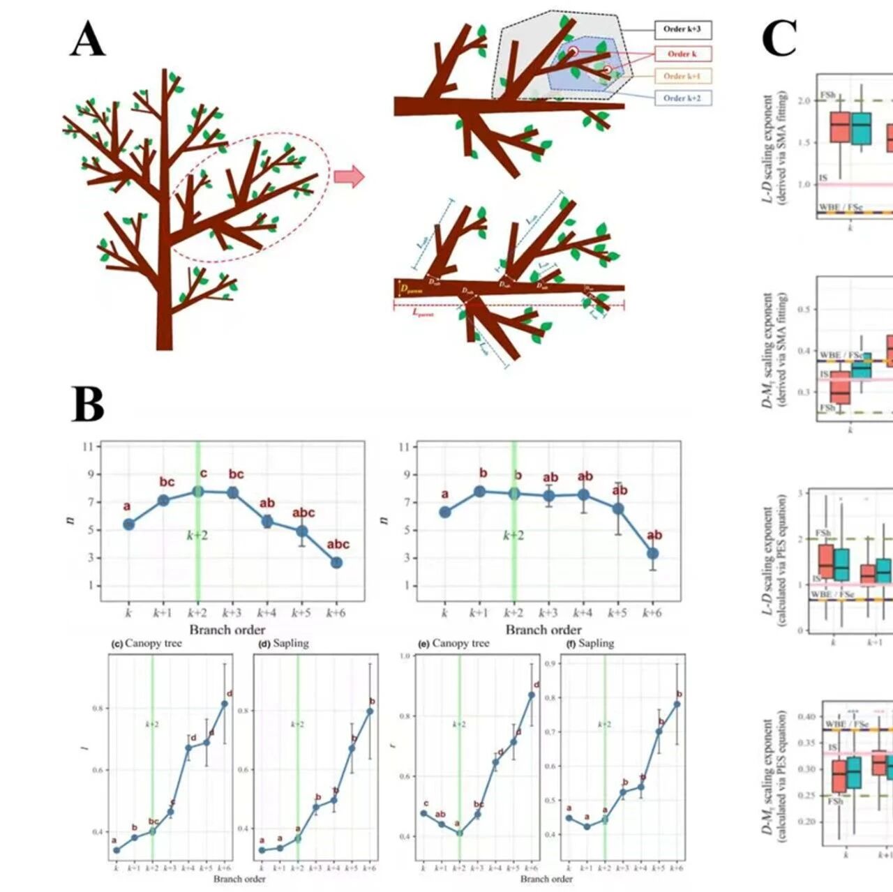 New Phytologist | 北京林业大学生态与自然保护学院科研团队在植物异速生长研究领域取得新进展