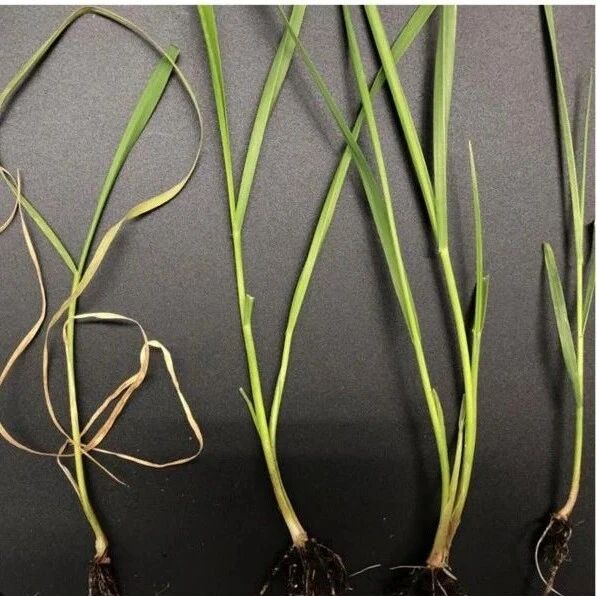 在植物学顶级期刊Molecular Plant、Nature Plants上发表论文，这个实验室总结糖和氨基酸在植物非生物胁迫中的研究进展和相关指标