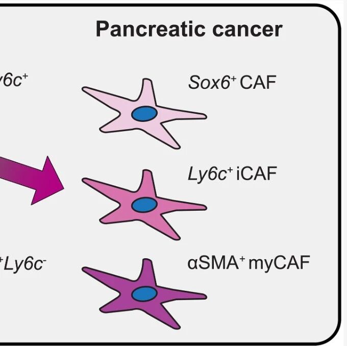 胰腺里的“免疫指挥官”：《Science》揭示ILC2调控成纤维细胞守护器官健康