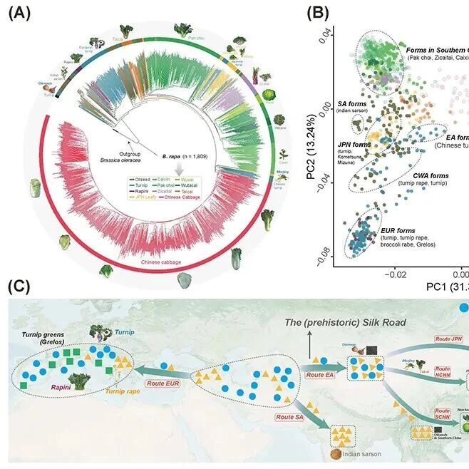Nature Genetics | 中国农业科学院蔬菜花卉研究所揭示芸薹属作物演化历史及自交不亲和位点的遗传基础