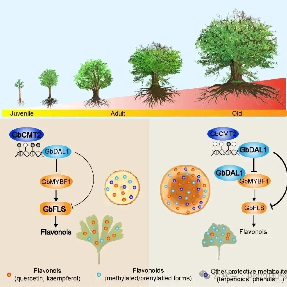 Plant Cell | 扬州大学王莉团队发现年龄依赖的表观遗传调控重塑古银杏类黄酮代谢与化学防御