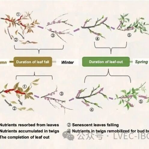 Journal of Ecology  | 植物所刘玲莉研究团队揭示秋季植物养分重吸收与春秋物候的耦合机制