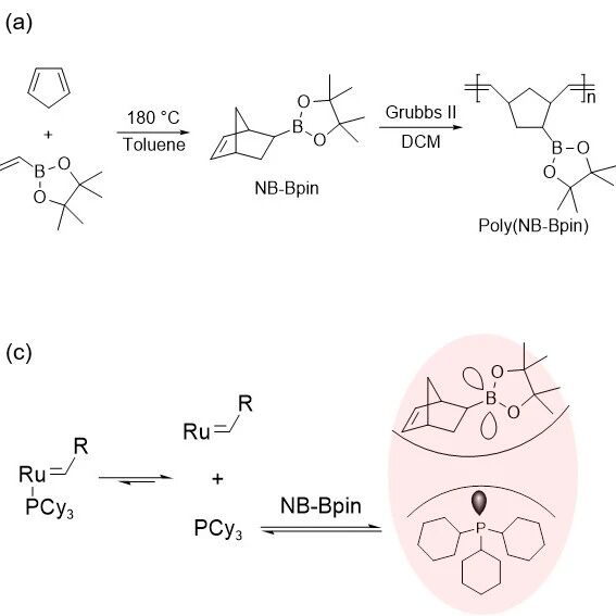 南科大陈忠仁教授团队 Macromolecules：从ROMP动力学的FLP新机制到粘合性能的解耦模型