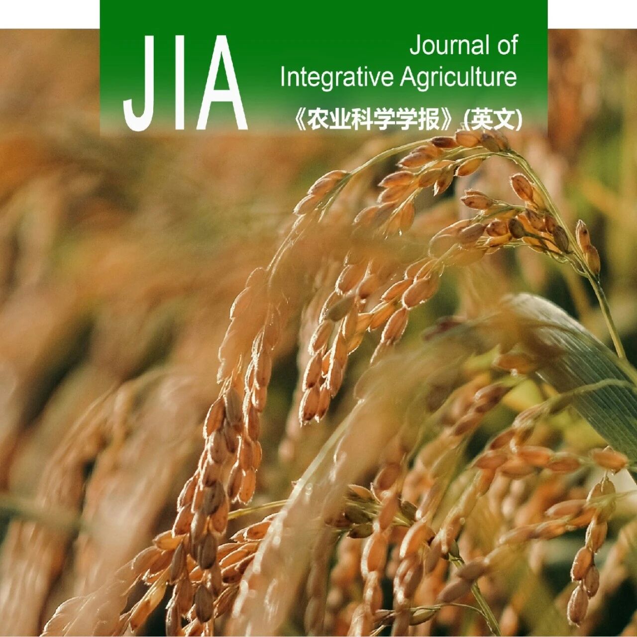 JIA优先上线 | 华中农业大学章元明教授团队利用本实验室软件对公共数据进行重新分析：揭示了水稻杂种优势调控机制