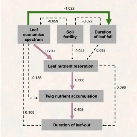 Journal of Ecology | 刘玲莉研究团队揭示秋季植物养分重吸收与春秋物候的耦合机制