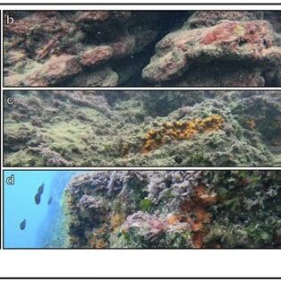 Ecology Letters:揭示海洋底栖生物在海洋酸化下的功能变化
