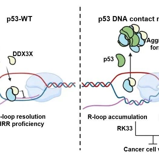Genome Biol | 罗卓娟/林承棋团队揭示p53基因突变诱发基因组不稳定性的新机制