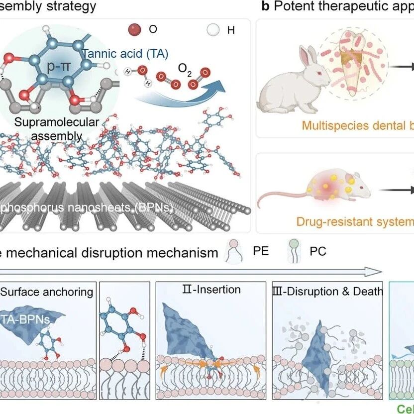 ACS Nano：单宁酸修饰的黑磷纳米片可对多物种生物膜和耐药性全身感染表现出曲率选择性抗菌效力