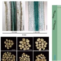 Nature Commun | 中国农业科学院揭示成花素家族基因驱动大豆皮层细胞“变身”为结瘤干细胞新机制