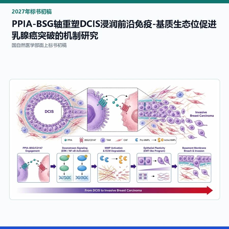 【2027年标书初稿】PPIA-BSG轴重塑DCIS浸润前沿免疫-基质生态位促进乳腺癌突破的机制研究