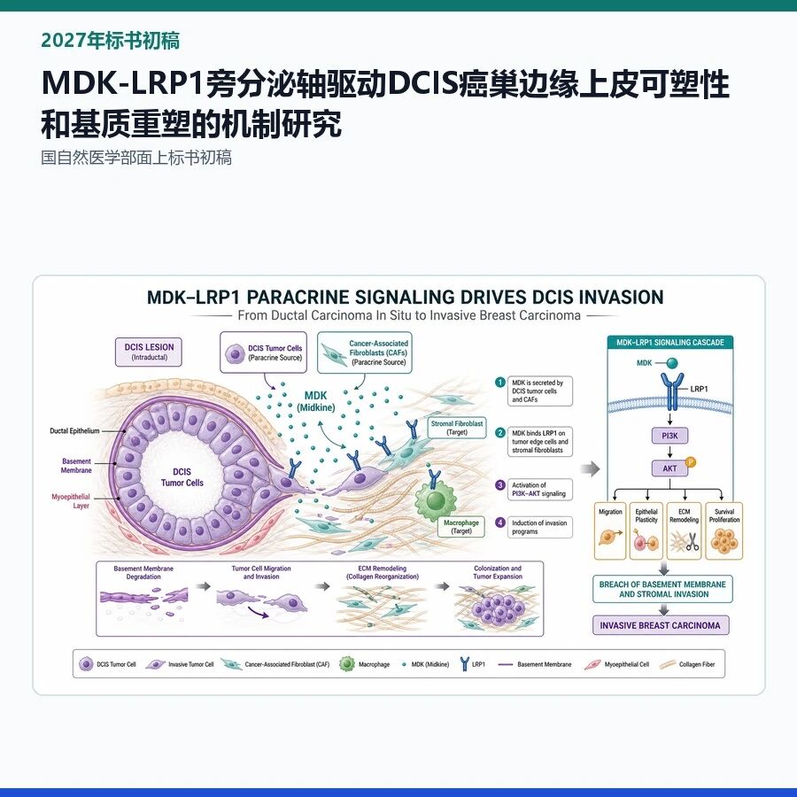 【2027年标书初稿】MDK-LRP1旁分泌轴驱动DCIS癌巢边缘上皮可塑性和基质重塑的机制研究