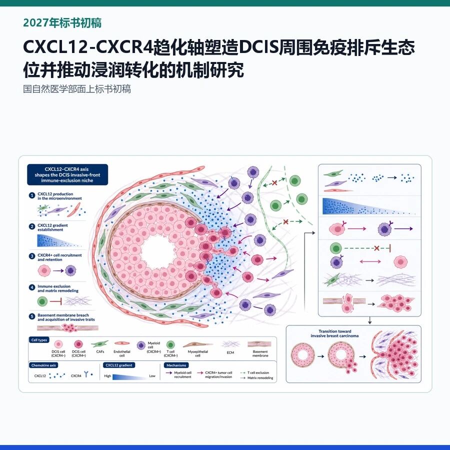 【2027年标书初稿】CXCL12-CXCR4趋化轴塑造DCIS周围免疫排斥生态位并推动浸润转化的机制研究