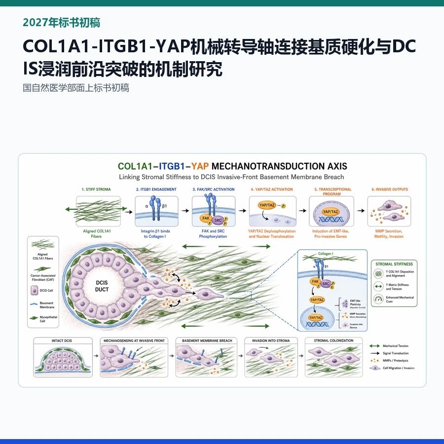 【2027年标书初稿】COL1A1-ITGB1-YAP机械转导轴连接基质硬化与DCIS浸润前沿突破的机制研究
