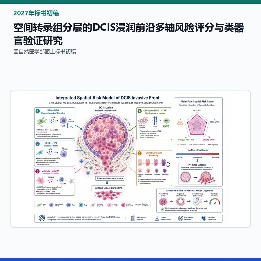 【2027年标书初稿】空间转录组分层的DCIS浸润前沿多轴风险评分与类器官验证研究