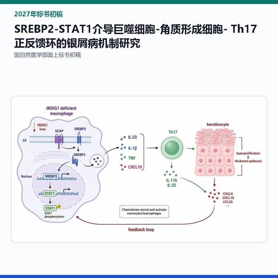 【2027年标书初稿】SREBP2-STAT1介导巨噬细胞-角质形成细胞- Th17正反馈环的银屑病机制研究