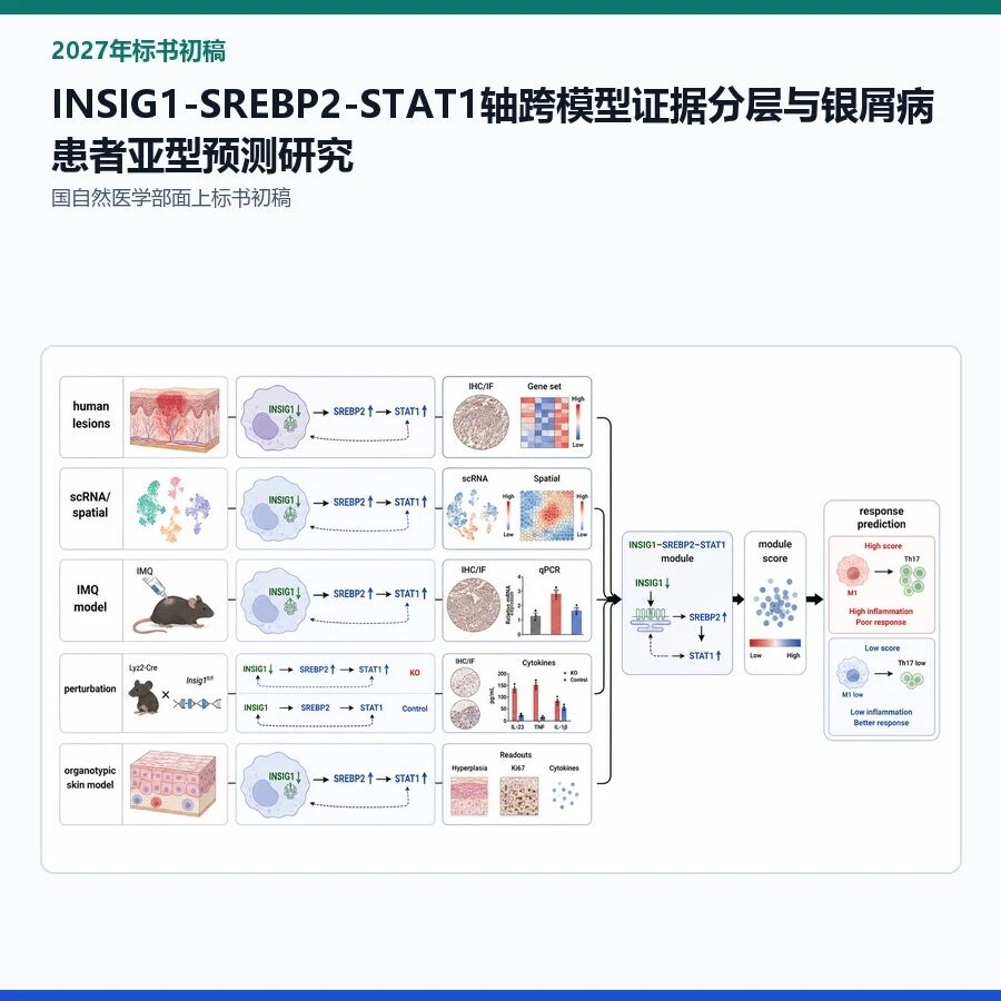 【2027年标书初稿】INSIG1-SREBP2-STAT1轴跨模型证据分层与银屑病患者亚型预测研究