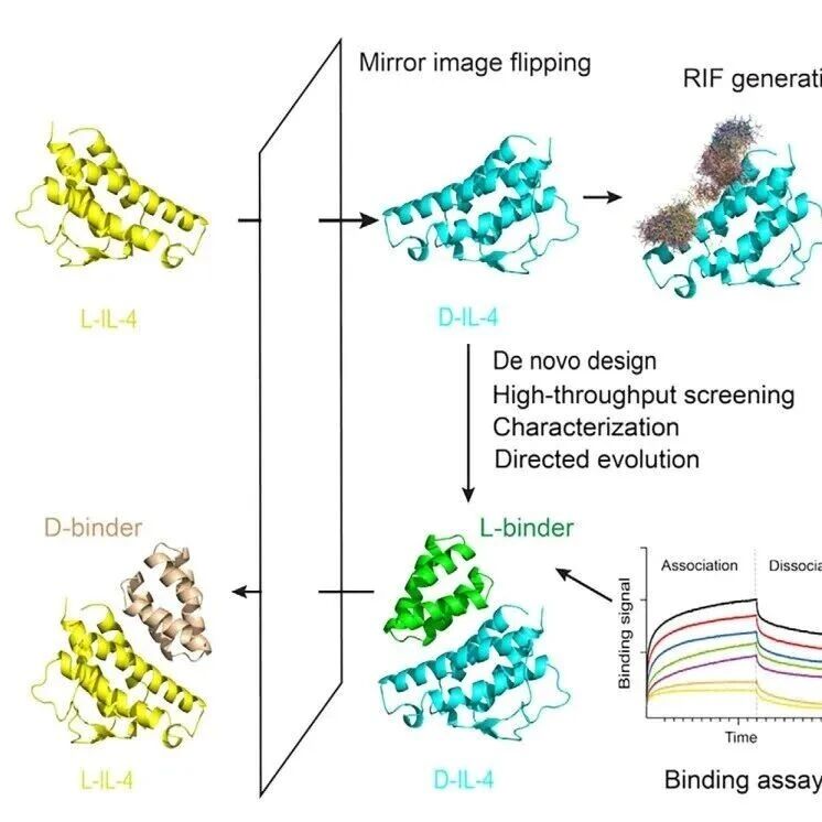 《Advanced Science》蛋白质的“左撇子”力量：西湖大学团队从头设计IL-4镜像蛋白