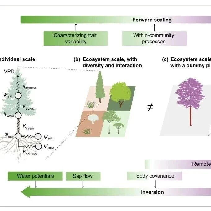 【New Phytologist】2026年菌根研究现状