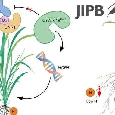 JIPB | 从“强根”到“根冠协同”：水稻氮高效研究带来哪些新启示？