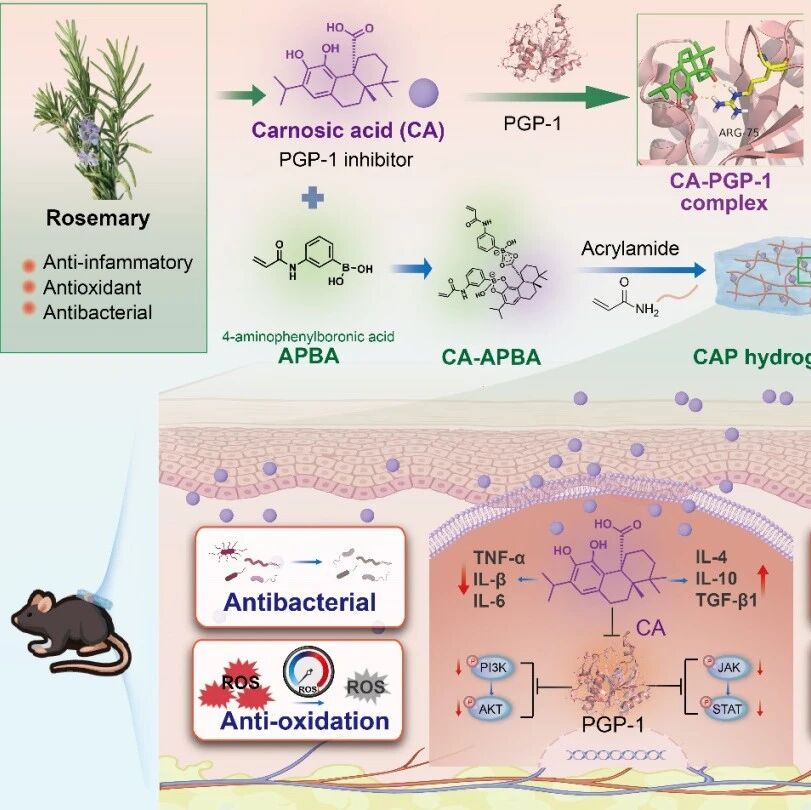 山东第一医科大学张仁帅/青岛大学张苗 J. Nanobiotechnol.：以鼠尾草酸构筑刺激响应水凝胶 - 通过PGP-1介导免疫重塑促进创面愈合