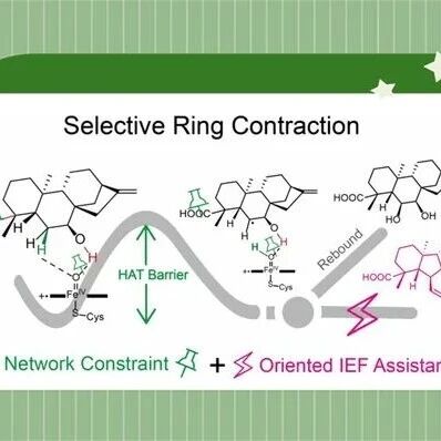 中山大学药学院巫瑞波教授团队：计算解析赤霉素生物合成中的P450酶促碳骨架重排机制