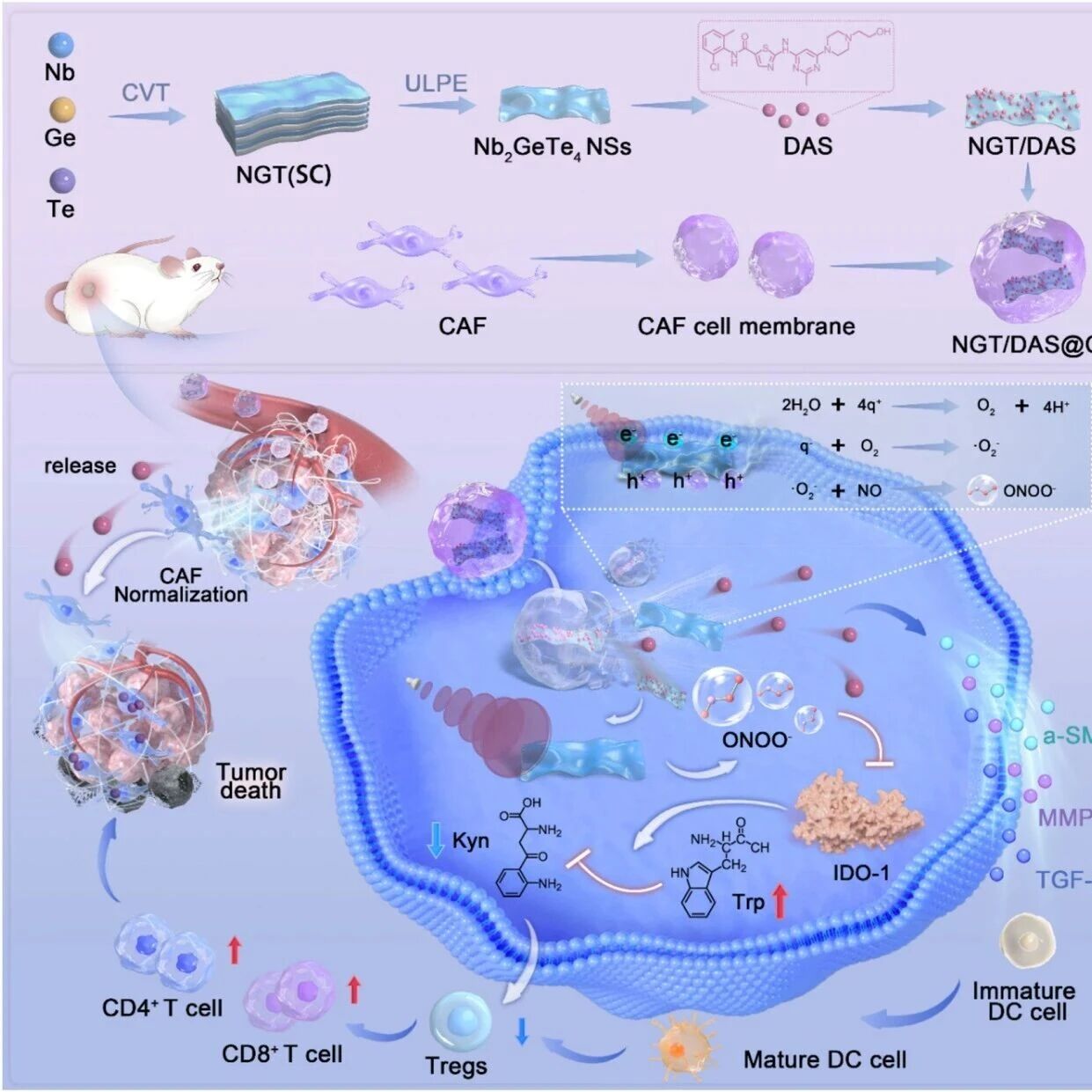 Biomaterials：压电催化纳米换能器可通过原位过氧亚硝酸盐生成重新调控肿瘤免疫代谢