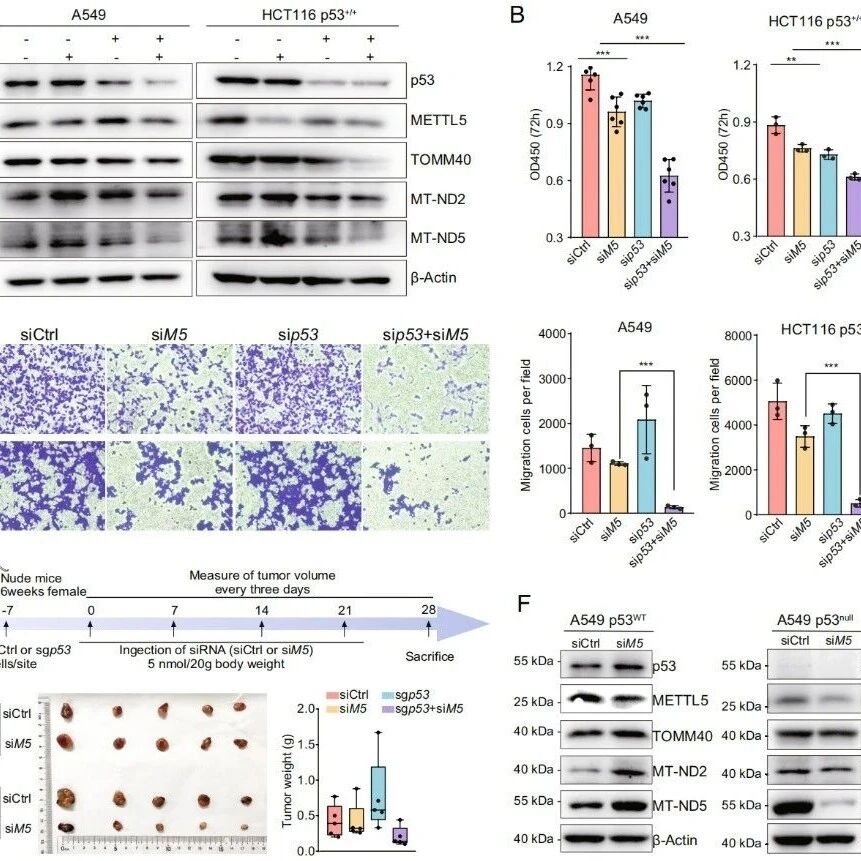 PNAS | 抑癌因子的“两面性”：中国药科大学周君/刘晓敏揭示p53在METTL5缺失时倒戈保护肿瘤线粒体呼吸