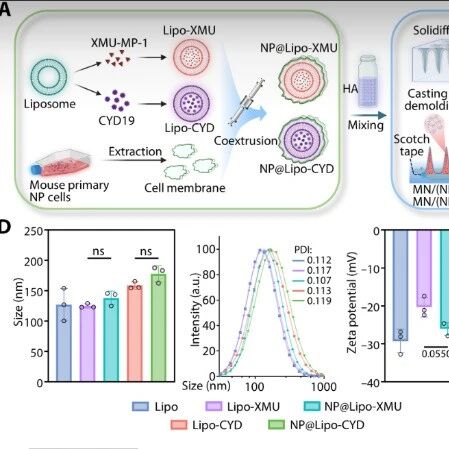 Sci Adv | YAP的“液滴”崩解：空军军医大学杨柳等团队揭示机械应力通过相分离失控打开椎间盘血管新生之门