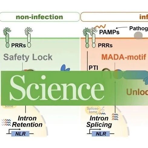 文献解读 | Science：南京农业大学植物保护学院作物疫病团队揭示作物抗病基因的“分子保险”机制