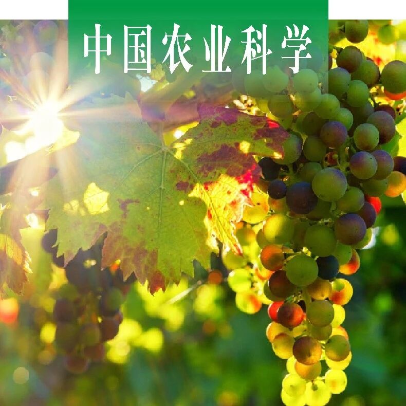 中国农业科学｜北京市农林科学院林业果树研究所孙磊课题组综述葡萄果实品质性状遗传特性与基因位点解析研究进展